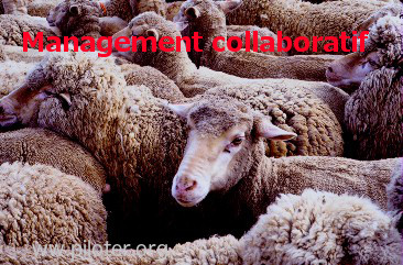 Le management collaboratif